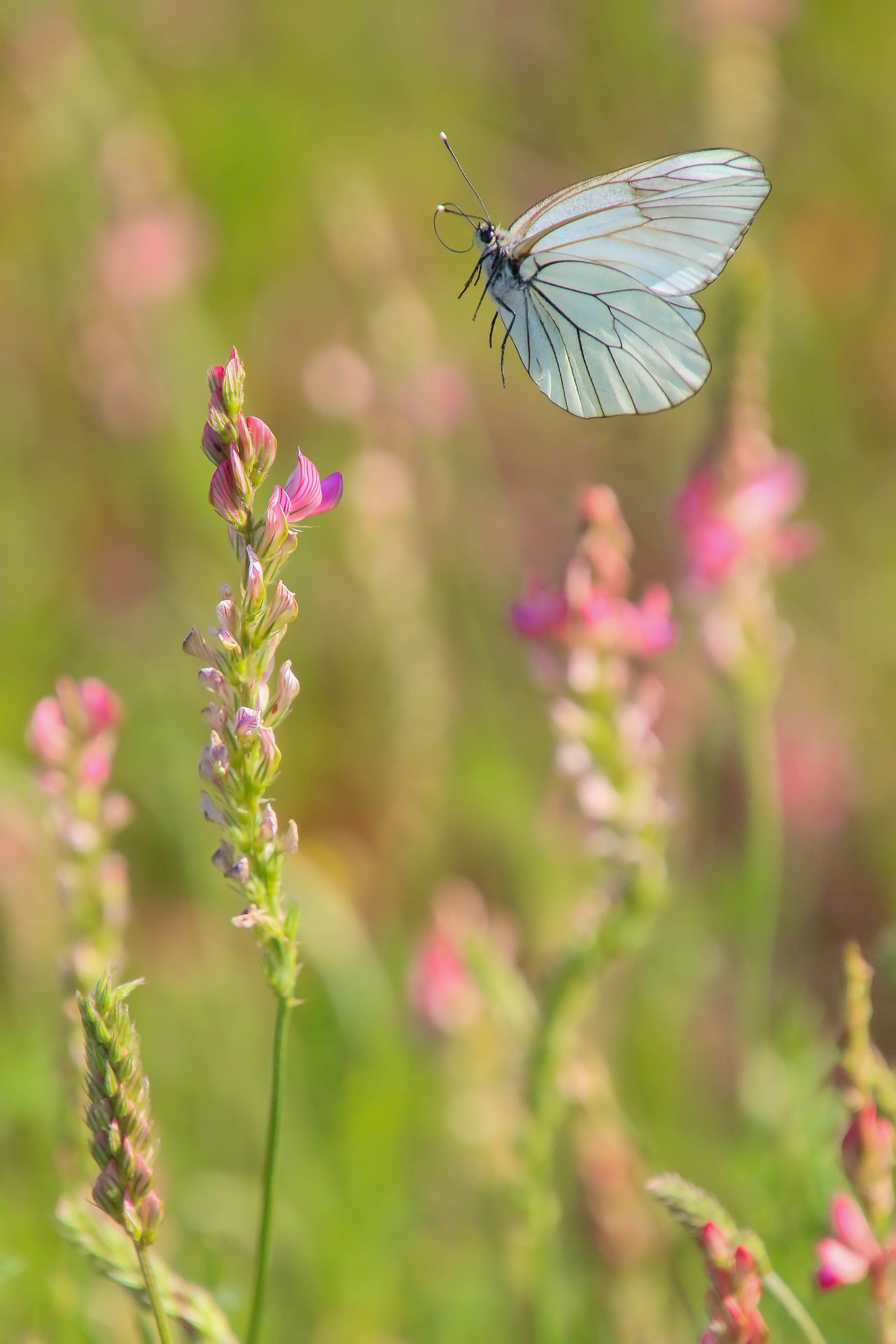GRÜNE: „Biodiversität erhält Lebensqualität“ 