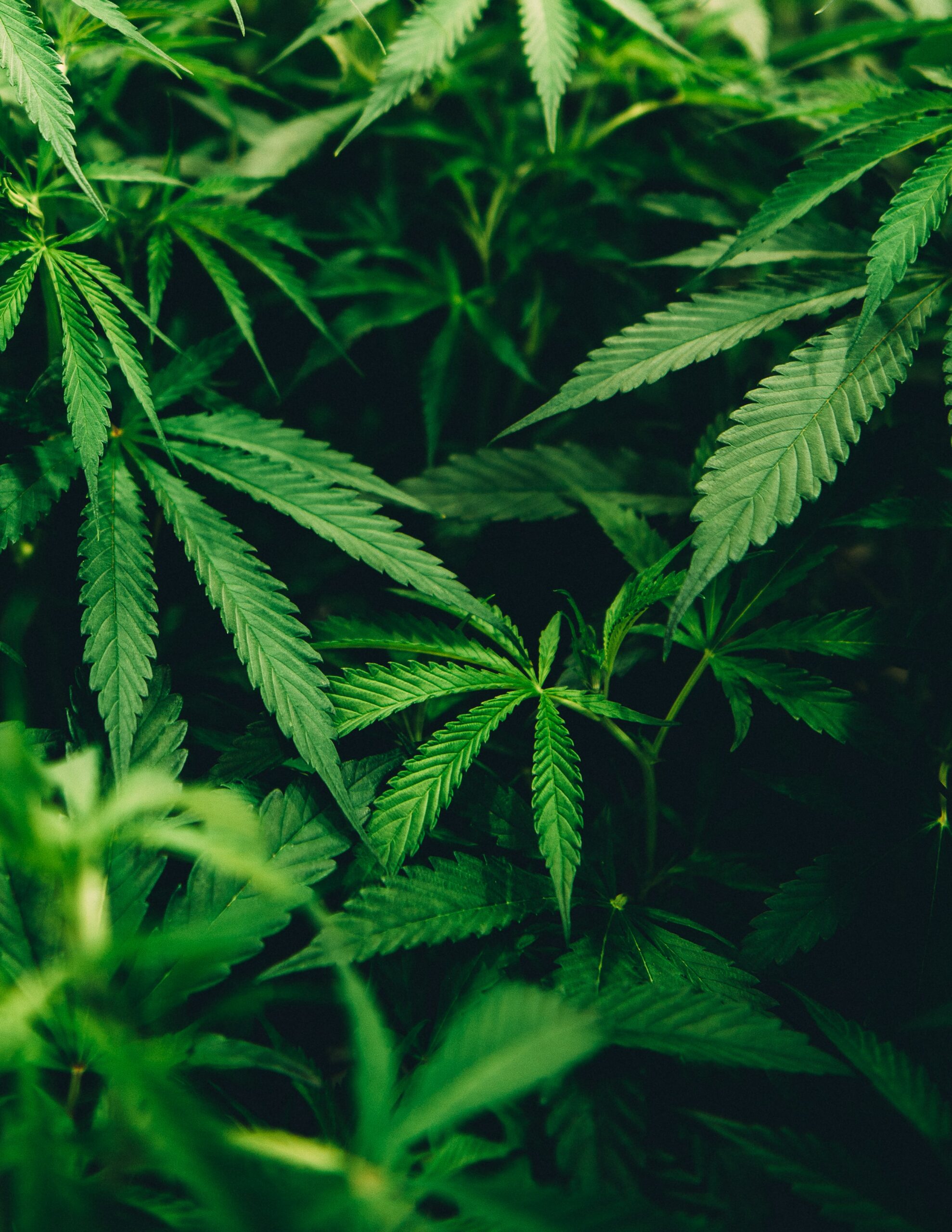 Vorsicht April: „Bio ist Pflicht“ – GRÜNE gründen ersten Cannabis-Club in Münster