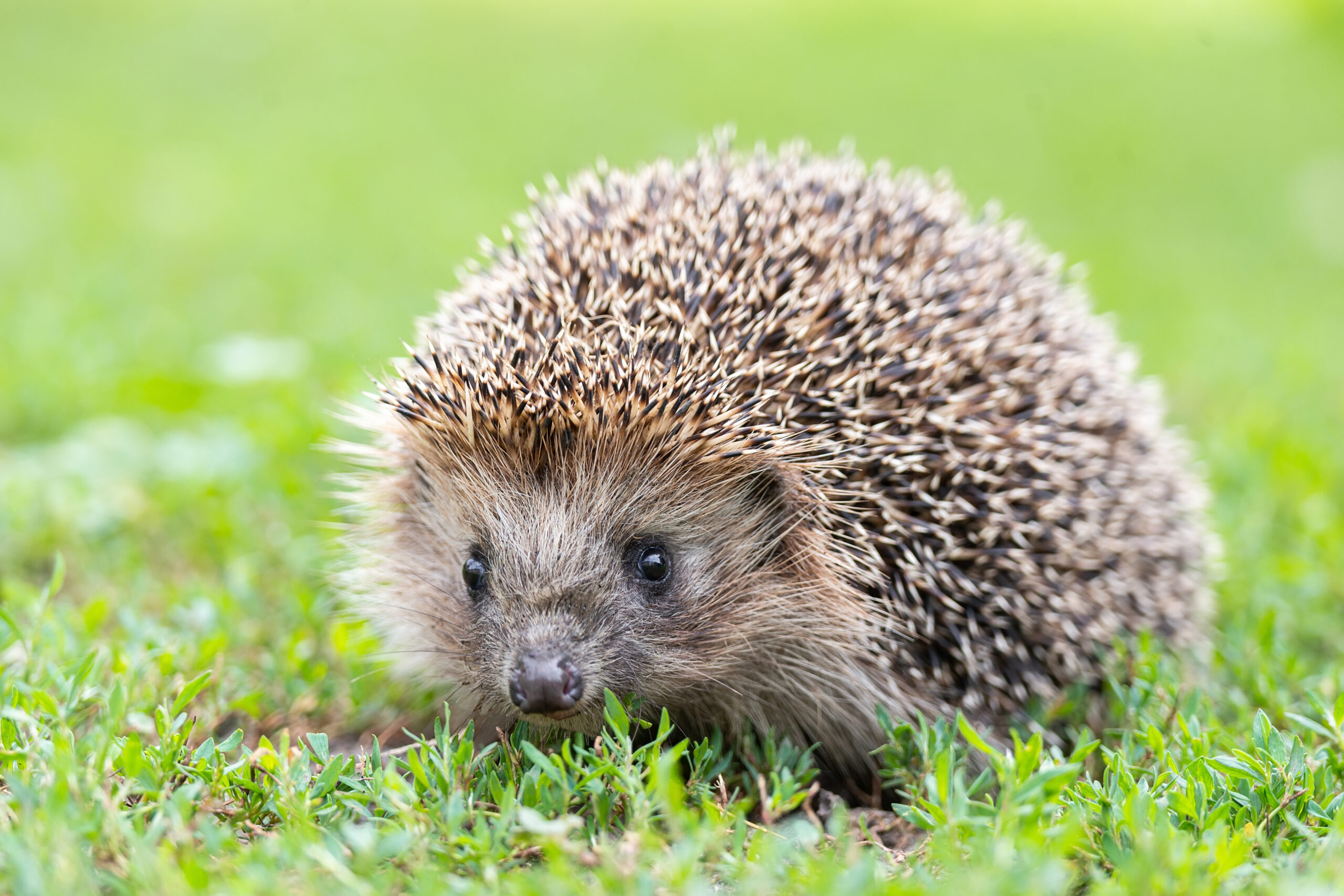 Münsters Igel vor Mährobotern schützen!
